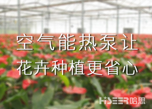 空氣能熱泵讓花卉種植更省心，優(yōu)品率可達(dá)90%以上